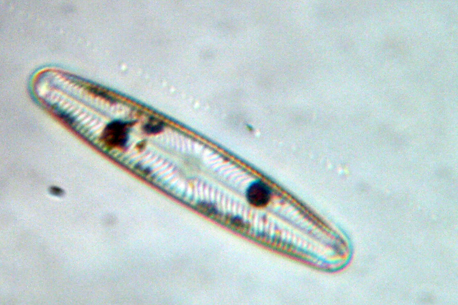 Diatomee... dal vivo: Navicula sp?